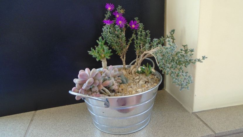 Trichodiadema bulbosum - Suculente-Agave-Yucca si Dracaena 2021