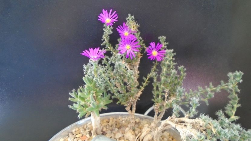 Trichodiadema bulbosum - Suculente-Agave-Yucca si Dracaena 2021