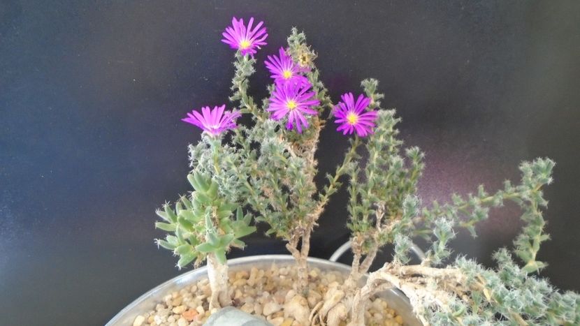 Trichodiadema bulbosum - Suculente-Agave-Yucca si Dracaena 2021