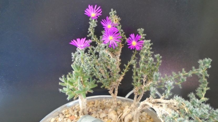 Trichodiadema bulbosum - Suculente-Agave-Yucca si Dracaena 2021