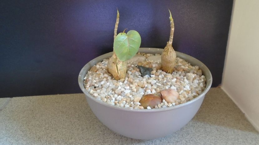 Ficus palmeri & Ficus petiolaris - Caudiciforme - pachycaule si bulboase 2021