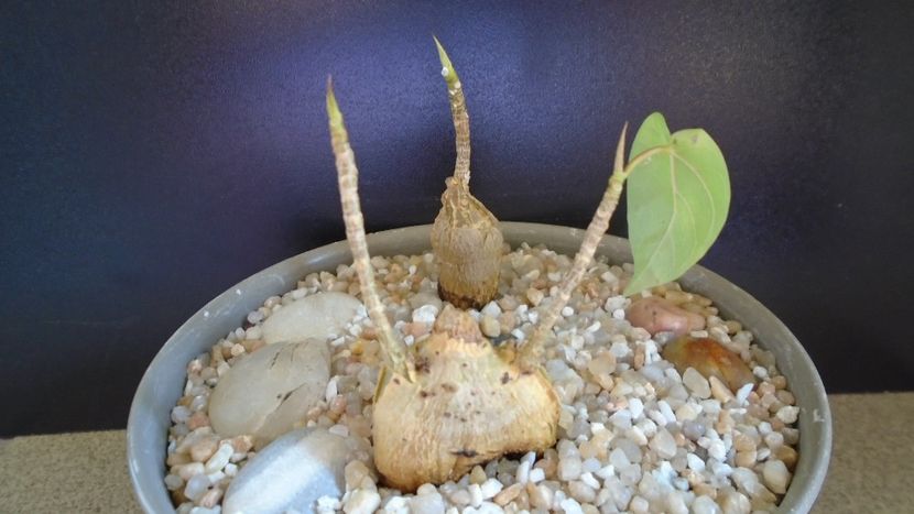 Ficus palmeri & Ficus petiolaris - Caudiciforme - pachycaule si bulboase 2021