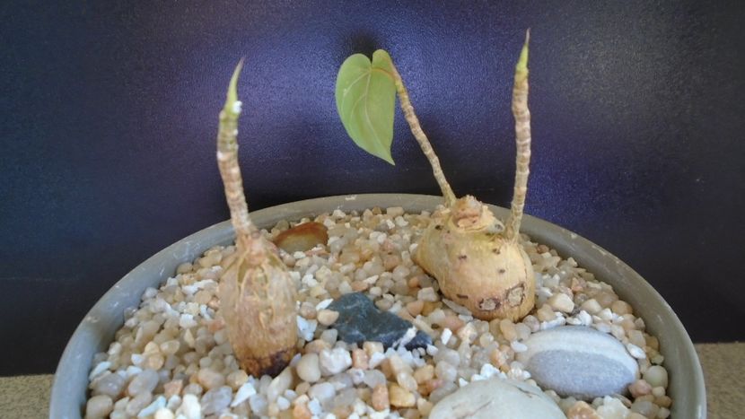 Ficus palmeri & Ficus petiolaris - Caudiciforme - pachycaule si bulboase 2021