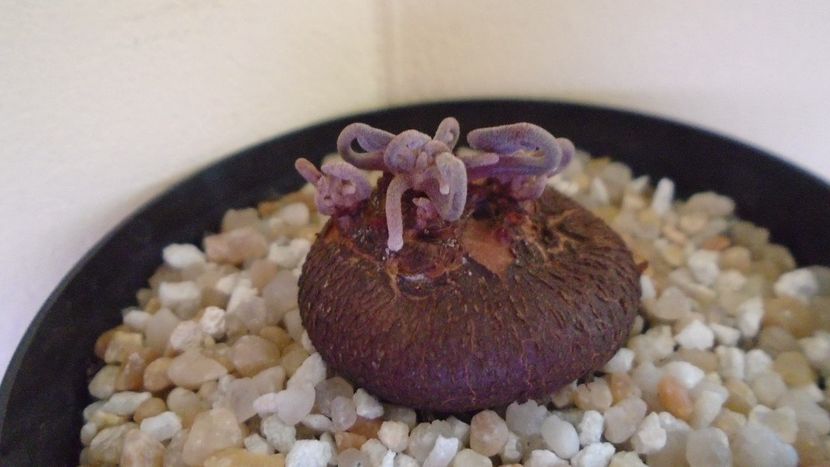 Cyclamen persicum, inceput de vegetatie - Caudiciforme - pachycaule si bulboase 2021