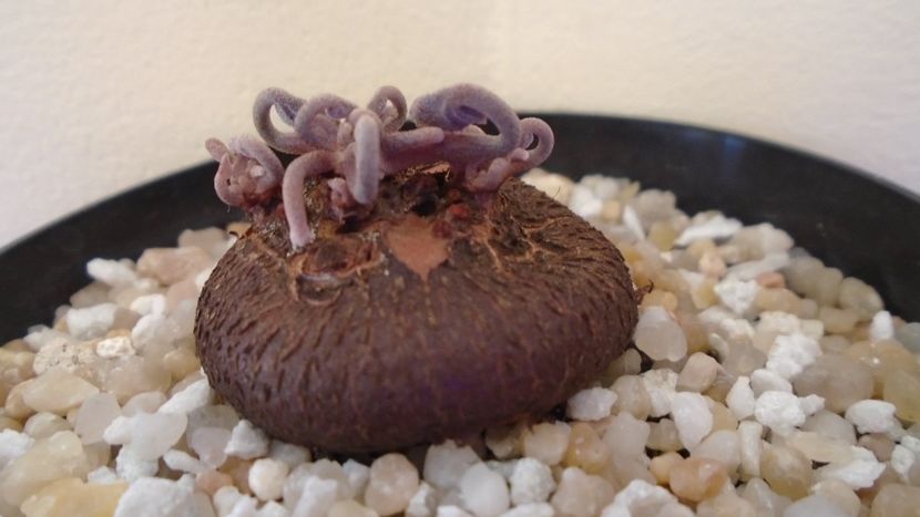 Cyclamen persicum, inceput de vegetatie - Caudiciforme - pachycaule si bulboase 2021