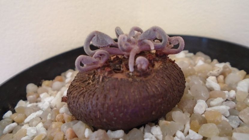 Cyclamen persicum, inceput de vegetatie - Caudiciforme - pachycaule si bulboase 2021