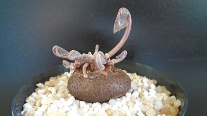 Cyclamen persicum, inceput de vegetatie - Caudiciforme - pachycaule si bulboase 2021