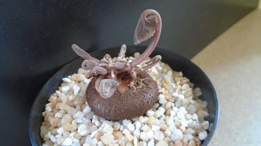 Cyclamen persicum, inceput de vegetatie - Caudiciforme - pachycaule si bulboase 2021