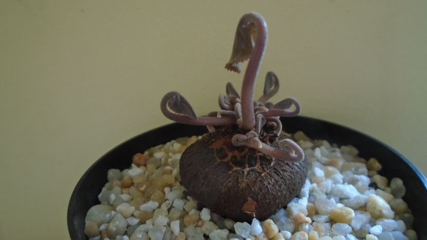 Cyclamen persicum, inceput de vegetatie - Caudiciforme - pachycaule si bulboase 2021
