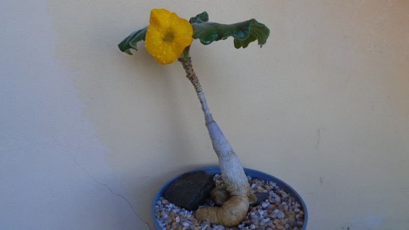 Uncarina roeoesliana - Caudiciforme - pachycaule si bulboase 2021