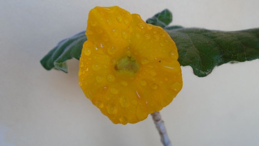 Uncarina roeoesliana - Caudiciforme - pachycaule si bulboase 2021