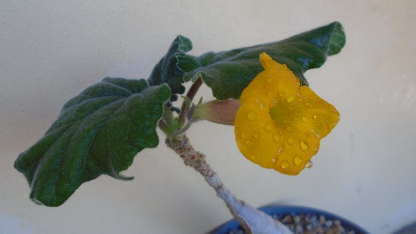Uncarina roeoesliana - Caudiciforme - pachycaule si bulboase 2021