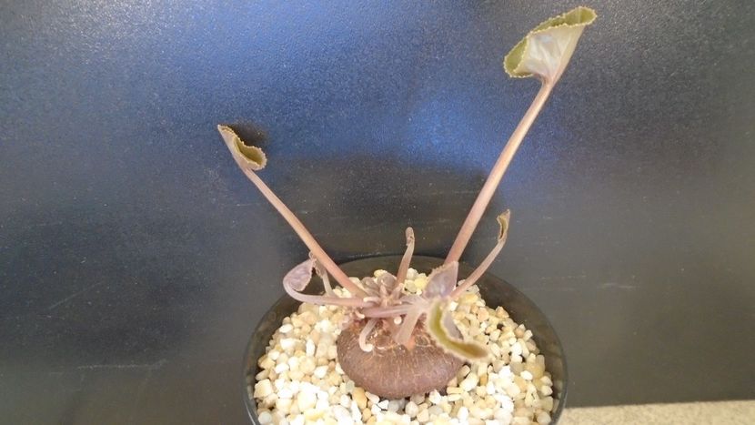 Cyclamen persicum - Caudiciforme - pachycaule si bulboase 2021