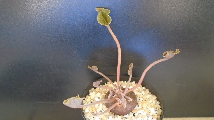 Cyclamen persicum - Caudiciforme - pachycaule si bulboase 2021