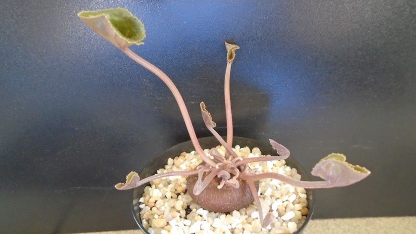 Cyclamen persicum - Caudiciforme - pachycaule si bulboase 2021