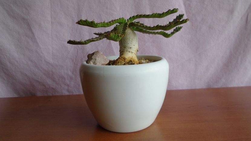 Euphorbia stellata - Caudiciforme - pachycaule si bulboase 2021