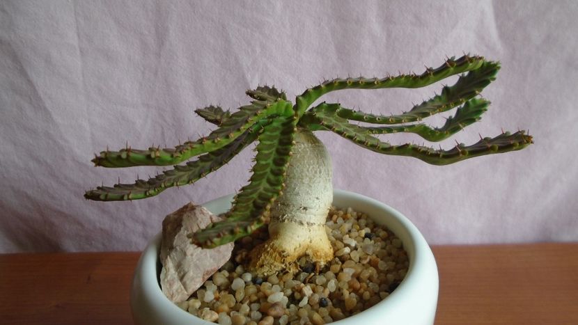 Euphorbia stellata - Caudiciforme - pachycaule si bulboase 2021