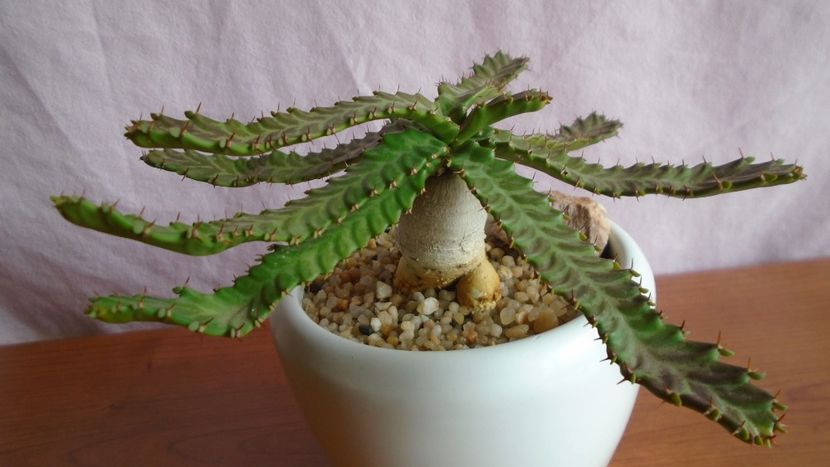 Euphorbia stellata - Caudiciforme - pachycaule si bulboase 2021
