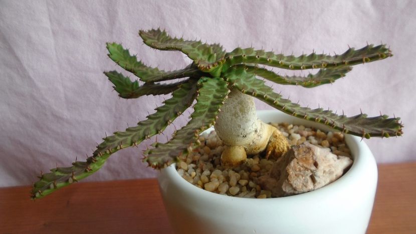 Euphorbia stellata - Caudiciforme - pachycaule si bulboase 2021