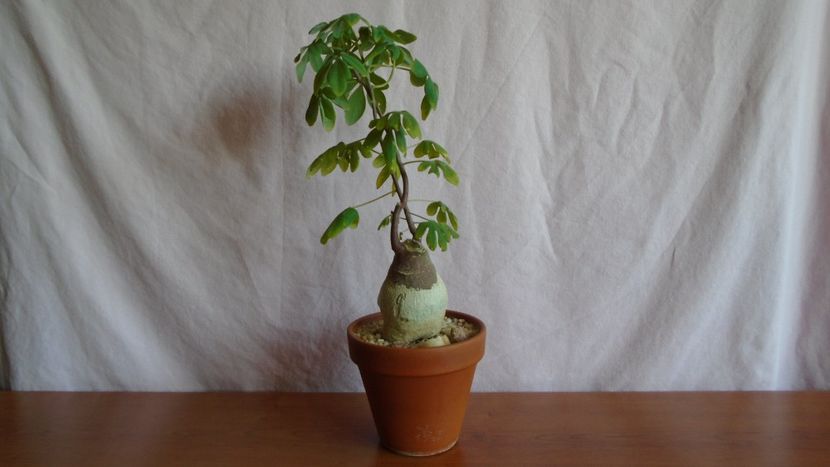 Adenia glauca - Caudiciforme - pachycaule si bulboase 2021