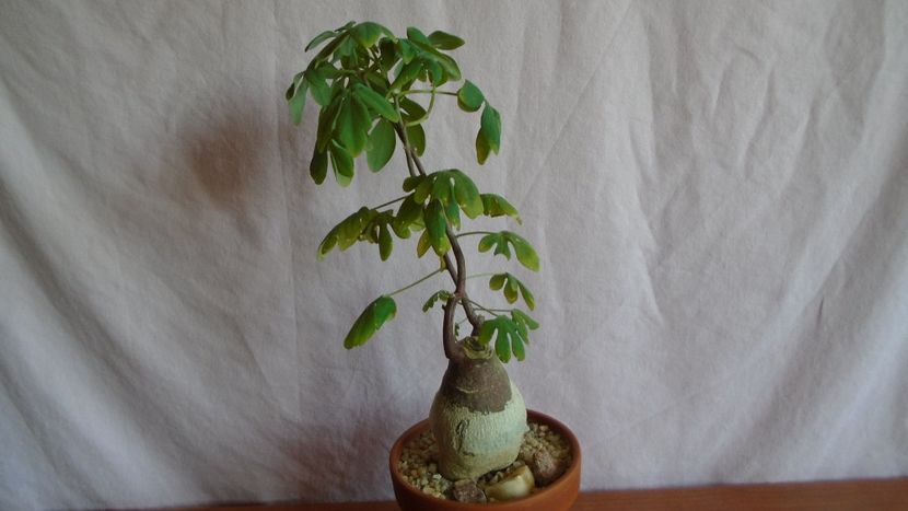 Adenia glauca - Caudiciforme - pachycaule si bulboase 2021