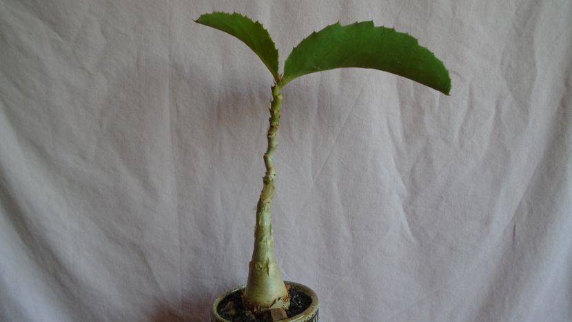 Cyphostemma juttae - Caudiciforme - pachycaule si bulboase 2021