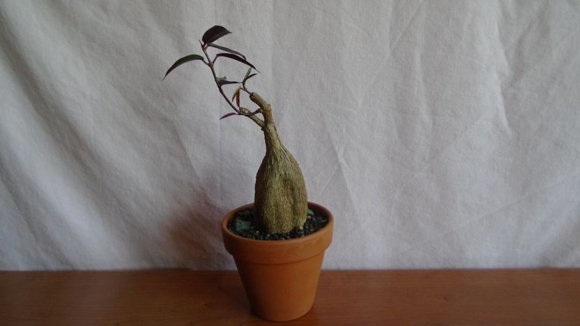 Petopentia natalensis - Caudiciforme - pachycaule si bulboase 2021