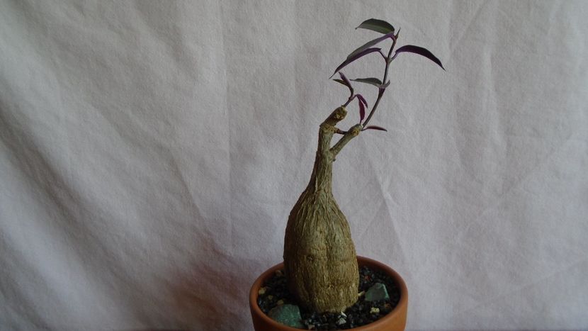 Petopentia natalensis - Caudiciforme - pachycaule si bulboase 2021