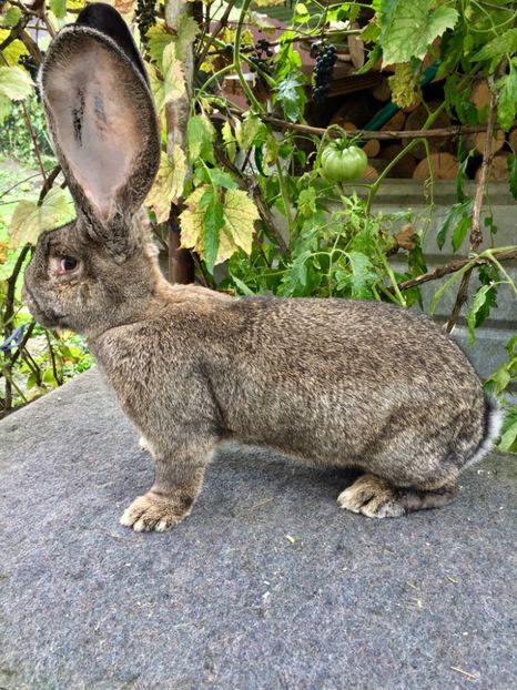 79867E9C-C0BB-4B94-8B67-C326AB3965CB - RO 8-2120