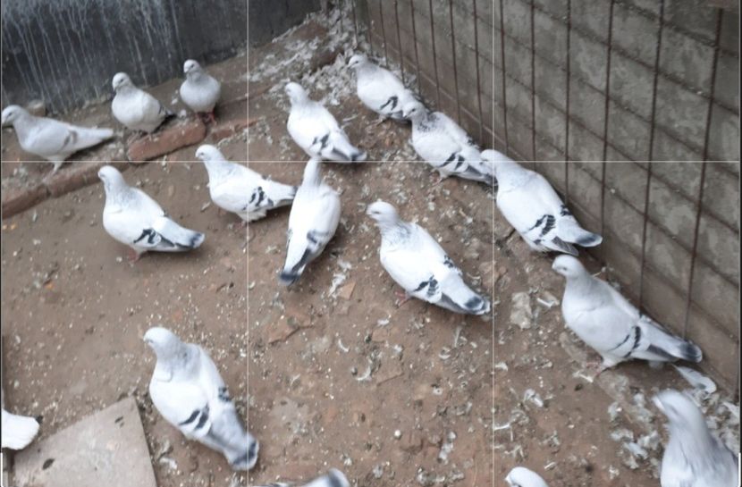 Screenshot_20210929-180002_Photo Editor - INSTANTANEE AZURI