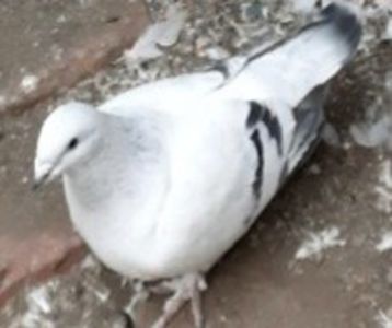 Screenshot_20210929-175316_Gallery - INSTANTANEE AZURI