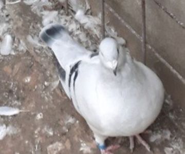 Screenshot_20210929-175251_Gallery - INSTANTANEE AZURI