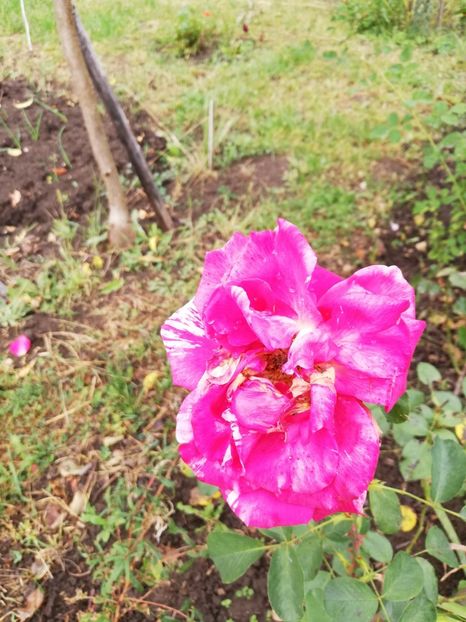 belle d'espinouse - Bell Despinouse