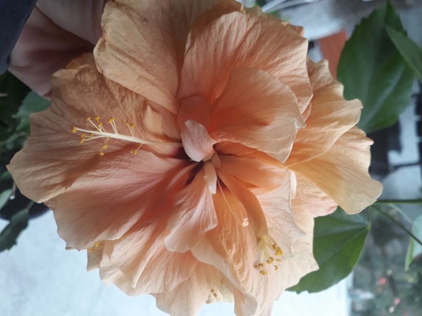  - hibi clasic apricot