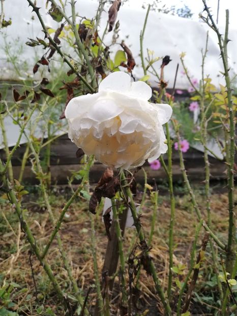 Glamis Castle - Glamis Castle