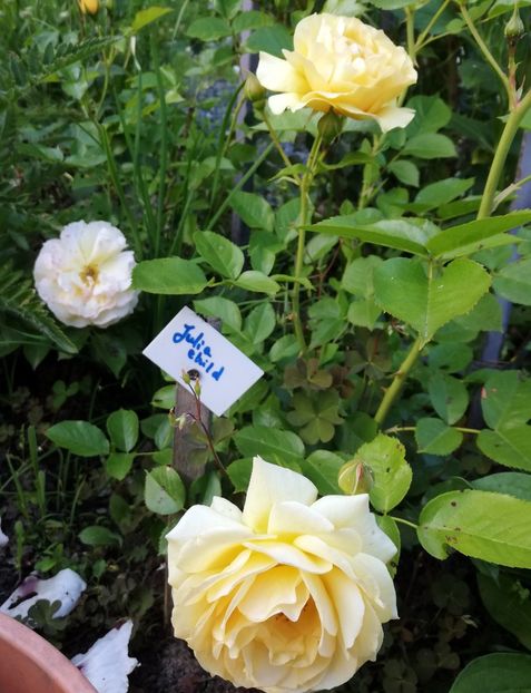 Julia Child - Julia Child