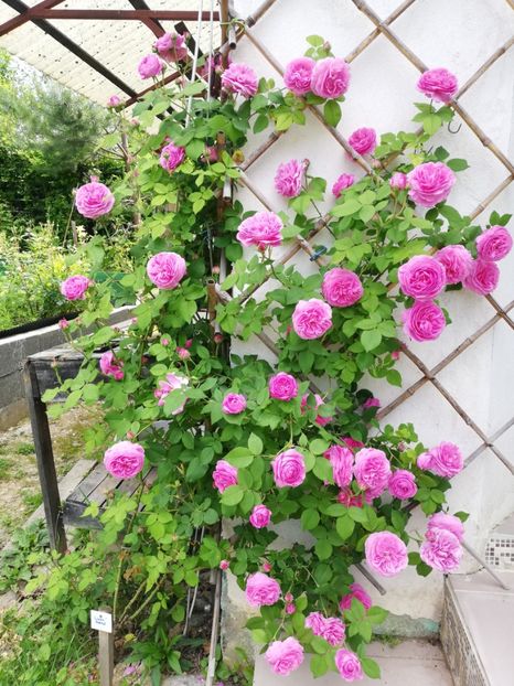 Louise Odier 2 - Louise Odier