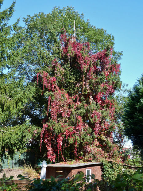  - 2021 - 03 - Toamna