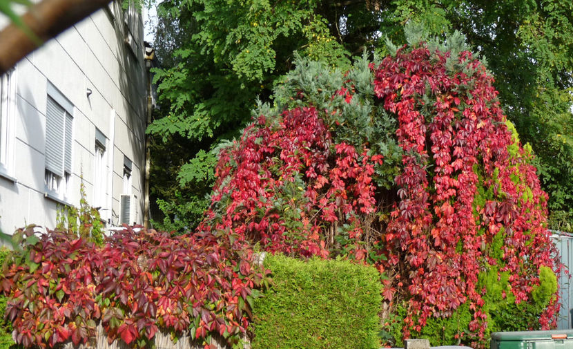  - 2021 - 03 - Toamna