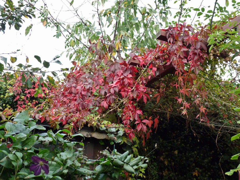  - 2021 - 03 - Toamna