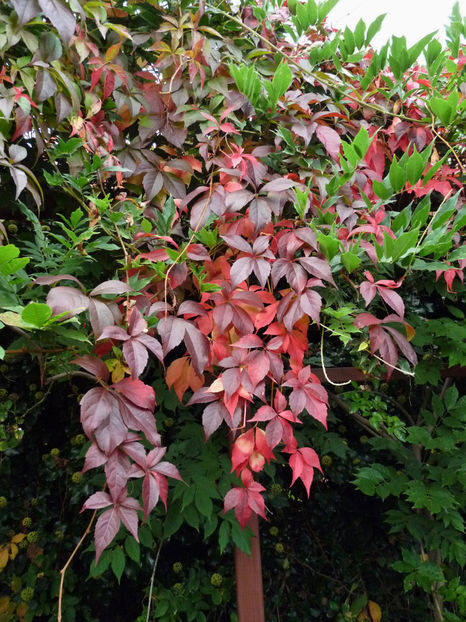  - 2021 - 03 - Toamna