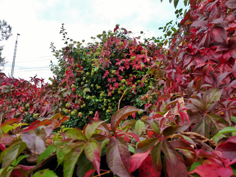  - 2021 - 03 - Toamna