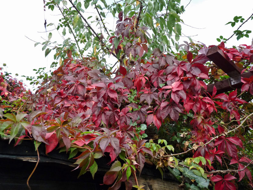  - 2021 - 03 - Toamna