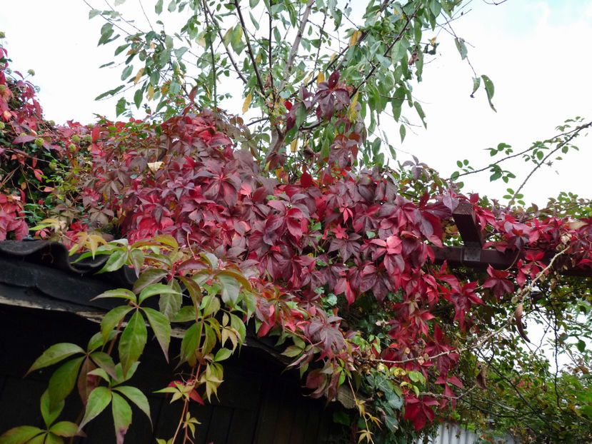  - 2021 - 03 - Toamna