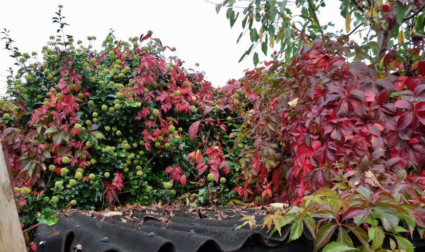  - 2021 - 03 - Toamna