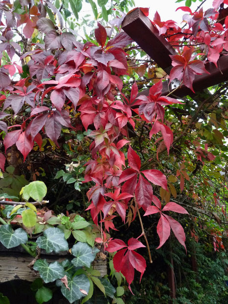  - 2021 - 03 - Toamna