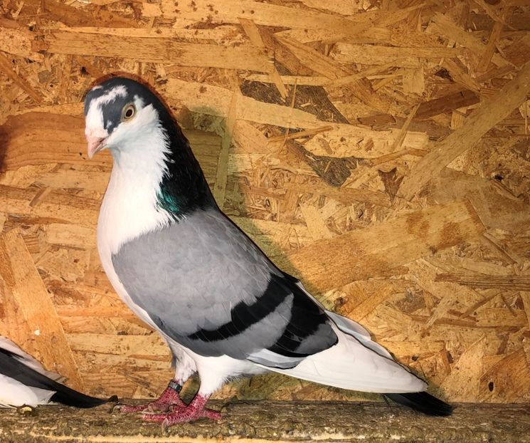 mascul  2020 - 0000001 prin voliere