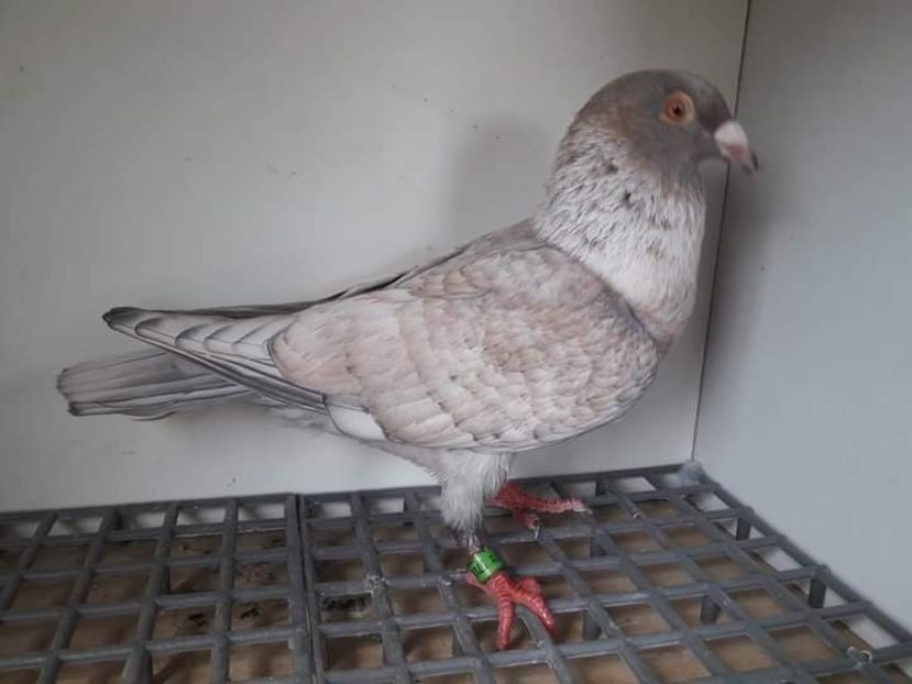  - Nu îmi aparțin 3