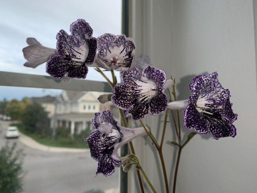  - Plante de interior 2021