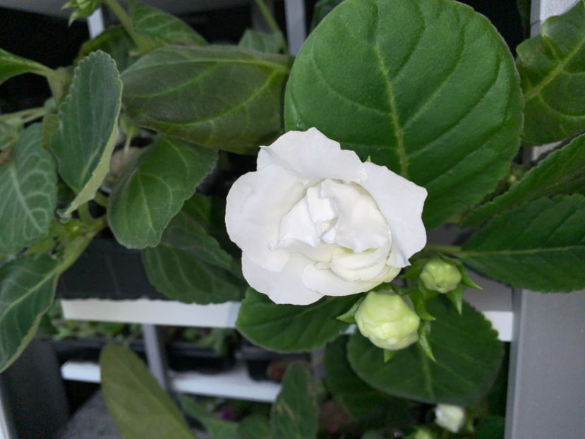  - Gloxinia 2021